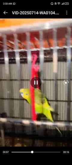 Budgies breeder pairs Red eye