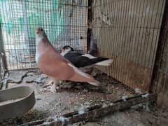 lakha