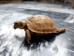 Russian tortoise