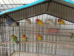 love bird for sale