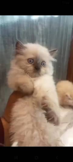 Himalayan kitten available for sale