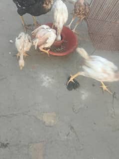 aseel Heera chick age 7 month