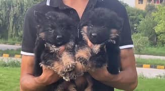 Long coat German shepherd pups