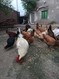 Desi Hens for Sale