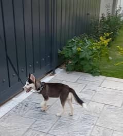 Siberian Husky beautiful odd eyes male puppy