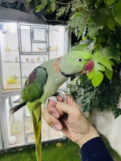 Raw/Pahari Tamed & Talking Male available