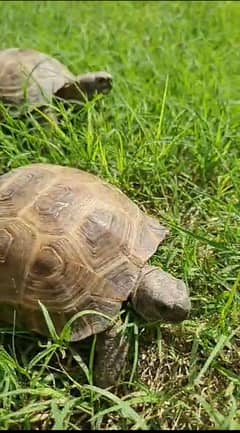 turtles female hai for sale hai