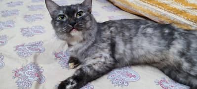 Kittens Pair and Mother
