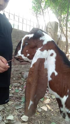 Ambarsari Nagra Bacha
