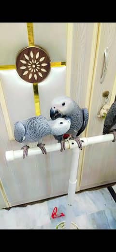 African grey parrot