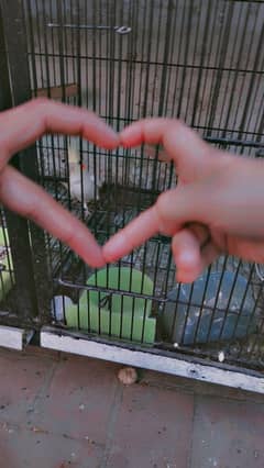 8 portion cage