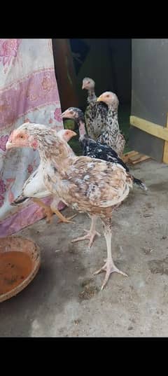 aseel murga & murgi