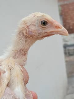 hera aseel chicks