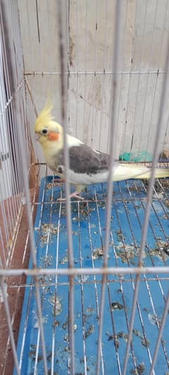 Australian parrot