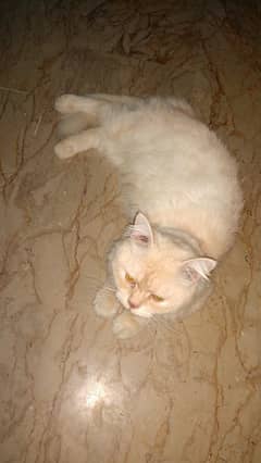 ORANGE PERSIAN CAT HOME PET