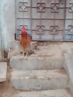 Desi breeder pattha