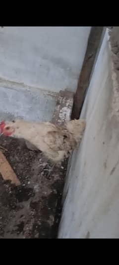 assalamualaikum Hen murgi murga for sale