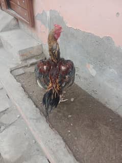 Aseel sindhi