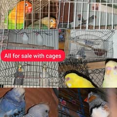 All the Birds with cages are for sale(Read Description)