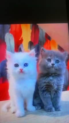 Persian cat for sale male or female my WhatsApp 0328=16=39=288