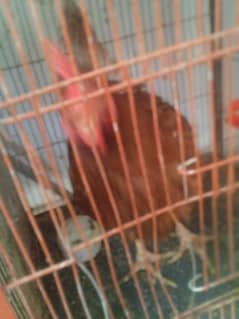 Lohman Brown Egg laying Daily