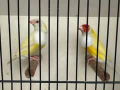 Gouldian Red Eye