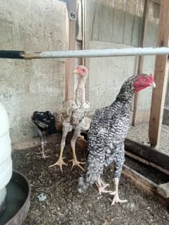 shamo ckicks and breader