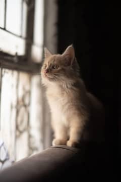 Fluffy, Fierce & Photogenic – Purrfect Model Available