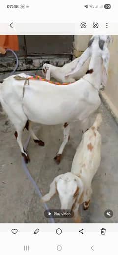 rajanpuri