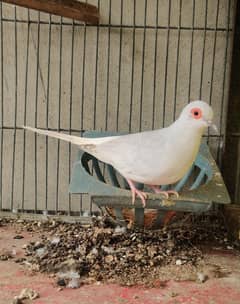 Red Eyes Dove Silver White Rump Male Diamond Pied Female