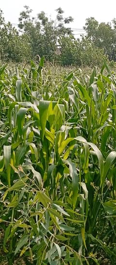 Sabz Chara (Jowar) - Urgent Sale