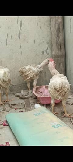 hens Murghiyan behtreeen weight me
