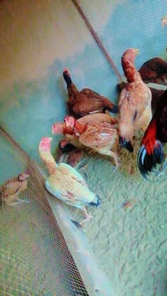 aseel Hens