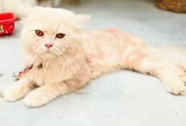 ORANGE PERSIAN CAT HOME PET 