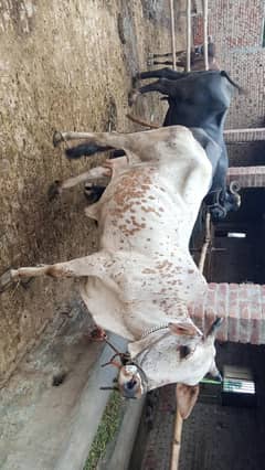 Cholistani Cow