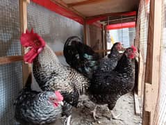 Plymouth 3 Hens(laying) 1 Rooster 7 months l