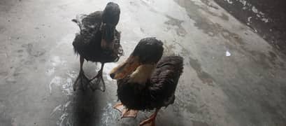 duck for sale 0.3. 4.8. 4.9. 0.0. 5.2. 0.
