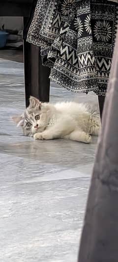 A very loving kitten Bi colour For Sale
