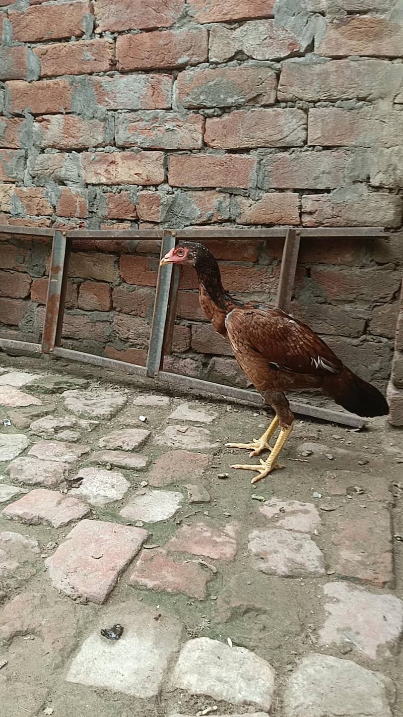 Aseel murga murgi pathi patha chicks plz add read kry 5