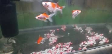 Goldfish and blue line sharks