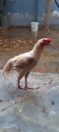 Heera