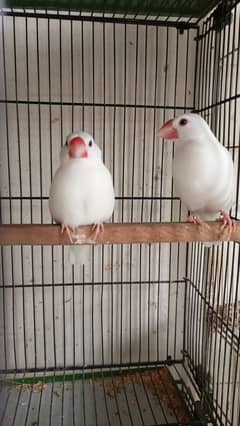 White java for sale urgent