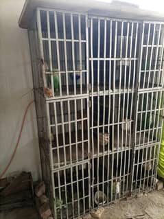 aseel cage 6 portions