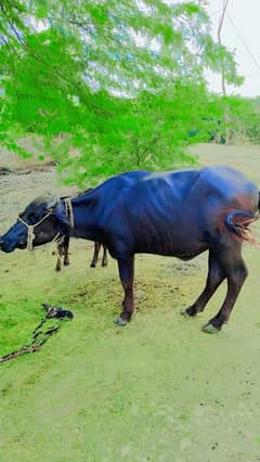 buffelo