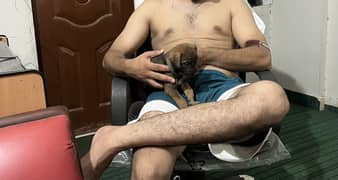 german sheperd one month pupie