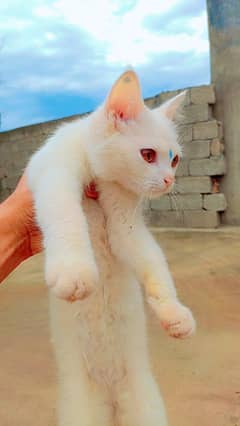 Persian