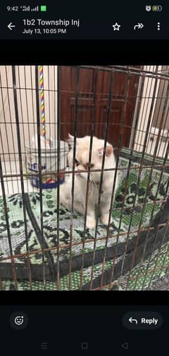 brown or white persian cat