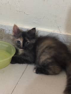 Persian kitten