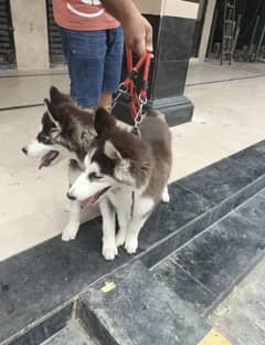 Husky