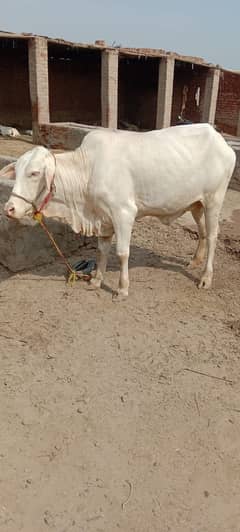 GULABI BACHARI FOR SALE AND AGE IS 2.5 YEARS (03018673660)